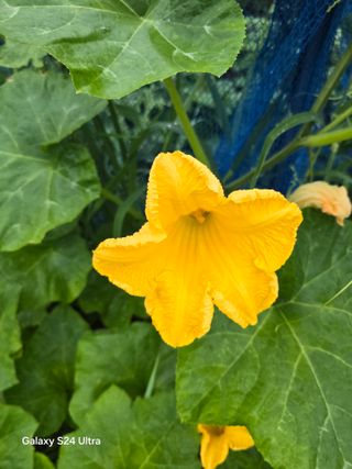 소병찬님의 참깨 · 영농일지 작성글 사진