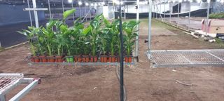 두릅나무15847님의 기타작물 · 영농일지 작성글 사진