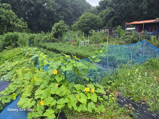 소병찬님의 참깨 · 영농일지 작성글 사진