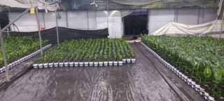 두릅나무15847님의 기타작물 · 영농일지 작성글 사진