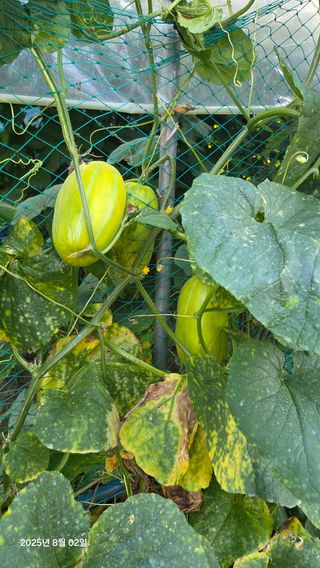 이종선님의 기타작물 · 영농일지 작성글 사진