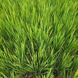 팜모닝 기타작물·영농일지 게시글 이미지