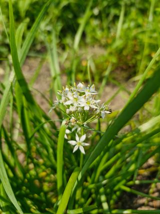 매실향기차향기님의 기타작물 · 영농일지 작성글 사진