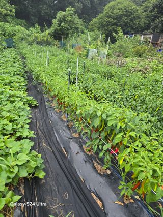 소병찬님의 참깨 · 영농일지 작성글 사진