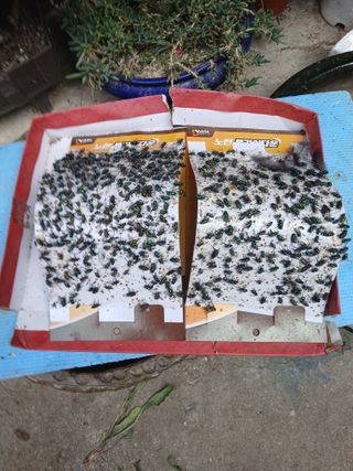 은행5k35000원님의 기타작물 · 영농일지 작성글 사진