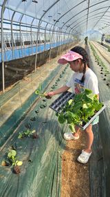 팜모닝 오이·영농일지 게시글 이미지