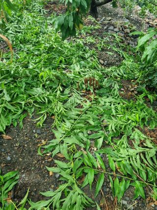 김용대님의 기타작물 · 영농일지 작성글 사진