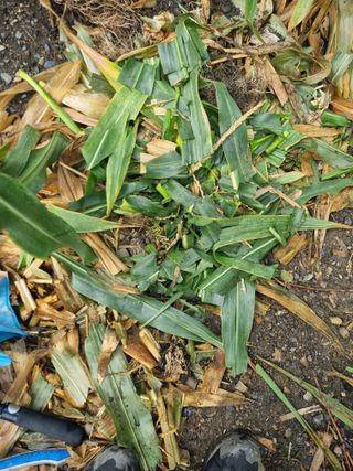 김용대님의 기타작물 · 영농일지 작성글 사진