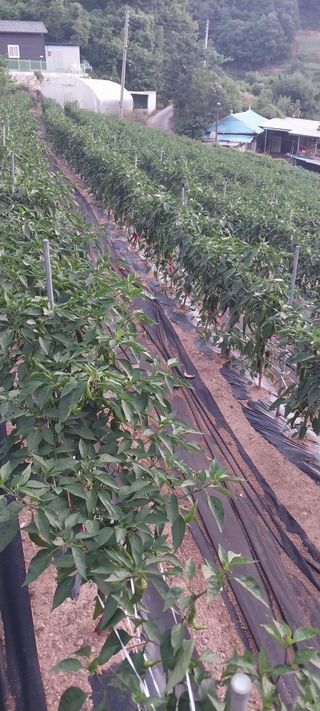 이일철 (조이산골)님의 고추 · 영농일지 작성글 사진