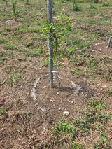 팜모닝 기타작물·영농일지 게시글 이미지