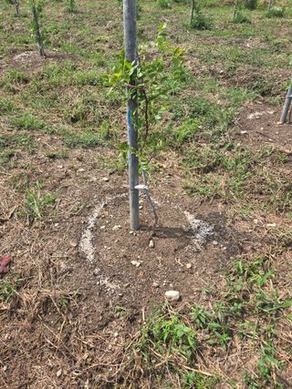 박종민님의 기타작물 · 영농일지 작성글 사진