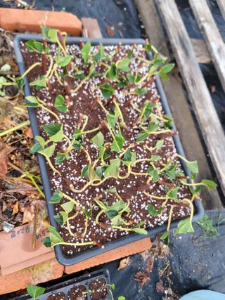 박치문님의 기타작물 · 영농일지 작성글 사진