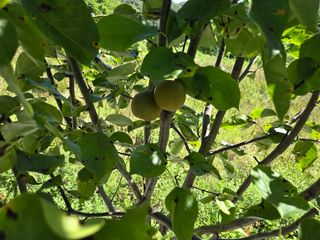 강호지인님의 기타작물 · 영농일지 작성글 사진