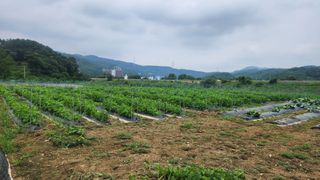 HYUN님의 참깨 · 영농일지 작성글 사진