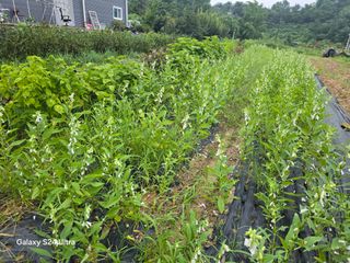 소병찬님의 참깨 · 영농일지 작성글 사진