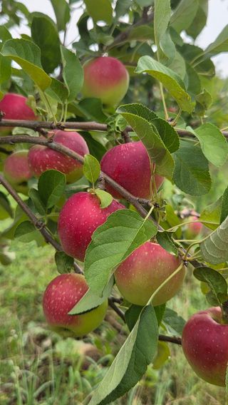 복주농장님의 사과 · 영농일지 작성글 사진