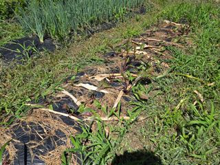 강호지인님의 기타작물 · 영농일지 작성글 사진