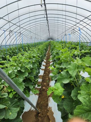 김저팔계님의 기타작물 · 영농일지 작성글 사진