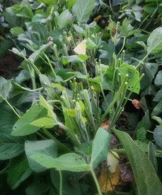 황소4님의 콩 · 영농일지 작성글 사진