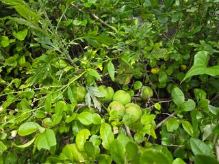 강호지인님의 포도 · 영농일지 작성글 사진