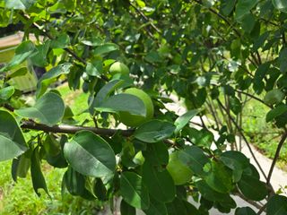 강호지인님의 포도 · 영농일지 작성글 사진