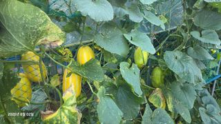 이종선님의 기타작물 · 영농일지 작성글 사진