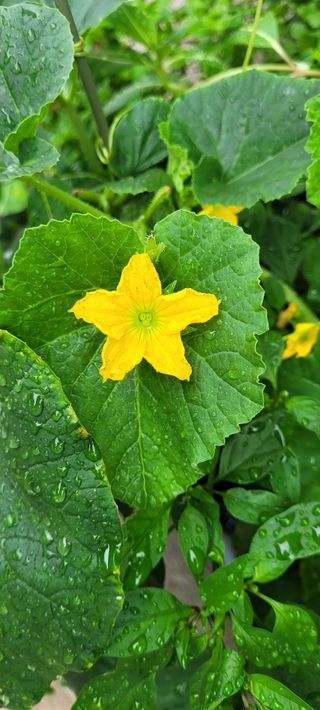 신명주님의 기타작물 · 영농일지 작성글 사진