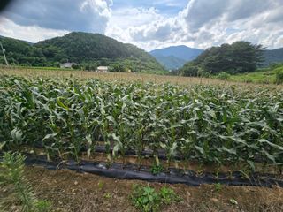 락연님의 옥수수 · 영농일지 작성글 사진