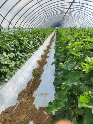 김저팔계님의 기타작물 · 영농일지 작성글 사진