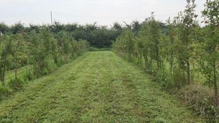 복주농장님의 사과 · 영농일지 작성글 사진