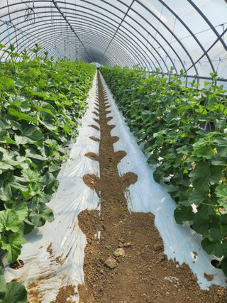 김저팔계님의 기타작물 · 영농일지 작성글 사진