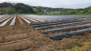 HYUN님의 참깨 · 영농일지 작성글 사진