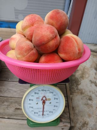 바위돌 심재성님의 복숭아 · 영농일지 작성글 사진