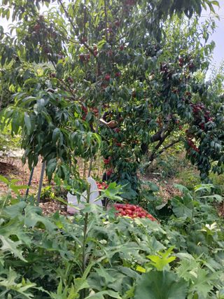 은행5k35000원님의 기타작물 · 영농일지 작성글 사진