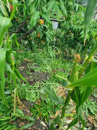 김용대님의 기타작물 · 영농일지 작성글 사진