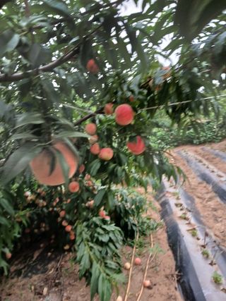 바위돌 심재성님의 복숭아 · 영농일지 작성글 사진