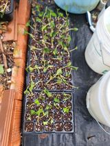 팜모닝 기타작물·영농일지 게시글 이미지