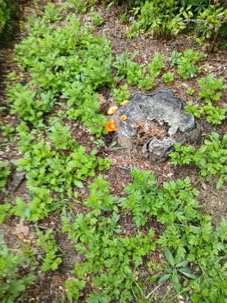 은행5k35000원님의 기타작물 · 영농일지 작성글 사진