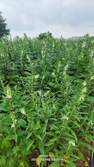 마늘13919님의 참깨 · 영농일지 작성글 사진