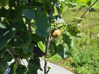 강호지인님의 기타작물 · 영농일지 작성글 사진
