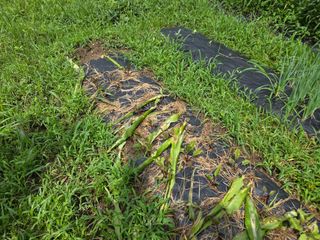 강호지인님의 포도 · 영농일지 작성글 사진