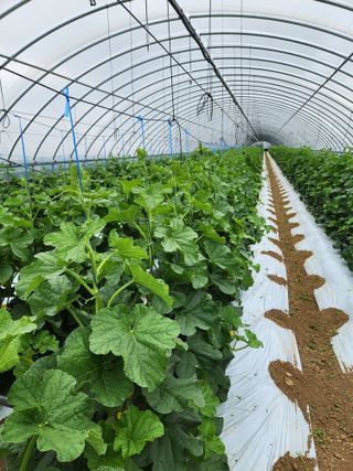 김저팔계님의 기타작물 · 영농일지 작성글 사진