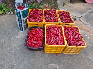 이건석님의 기타작물 · 영농일지 작성글 사진