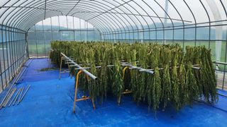 HYUN님의 참깨 · 영농일지 작성글 사진