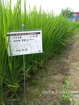 팜모닝 벼·영농일지 게시글 이미지