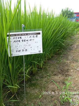 이근환님의 벼 · 영농일지 작성글 사진