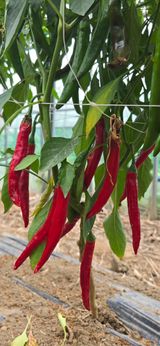 팜모닝 고추·영농일지 게시글 이미지