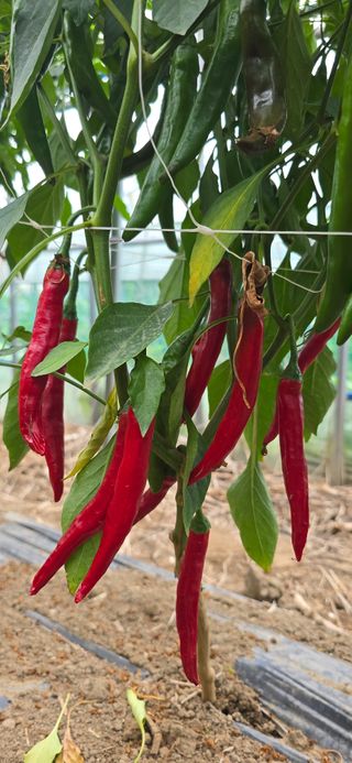 ♡청심전유삼♡님의 고추 · 영농일지 작성글 사진