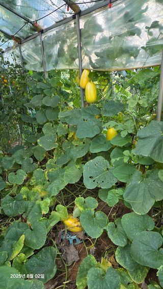 이종선님의 기타작물 · 영농일지 작성글 사진