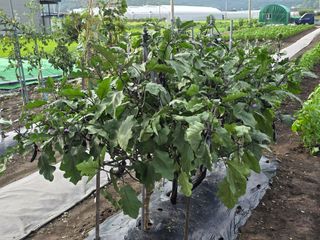 앵매도리님의 기타작물 · 영농일지 작성글 사진